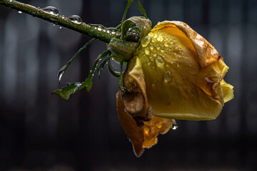 yellow rose on a branch
