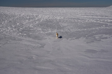 Cagnolino che corre sulla candida neve in montagna © PgP