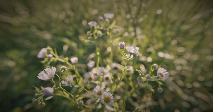 Erigeron annuus - formerly Aster annuus, the annual fleabane, daisy fleabane, or eastern daisy fleabane, is a species of herbaceous flowering plant, annual or biennial, in the family Asteraceae
