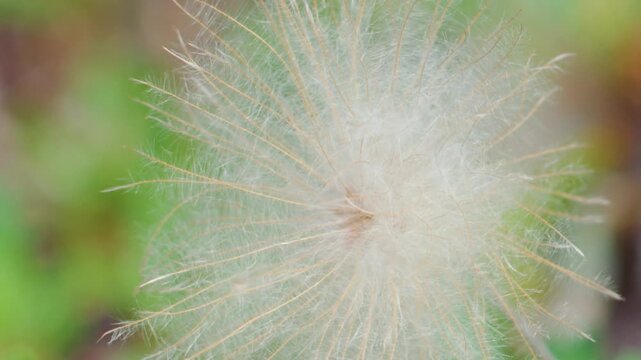 Extreme Macro Close-Up of Fluffy White Seed Head in Nature