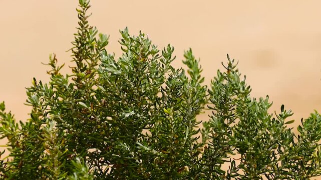 Close Up of Suaeda Esteroa Coastal Shrub Swaying in Breeze