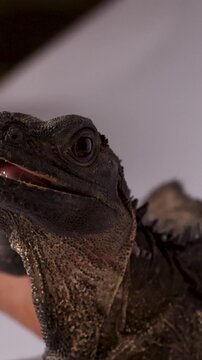 Vertical Close Up of a Hydrosaurus Lizard Eating from Tongs