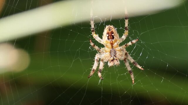 Close Up of Garden Spider Centered in Intricate Silk Web