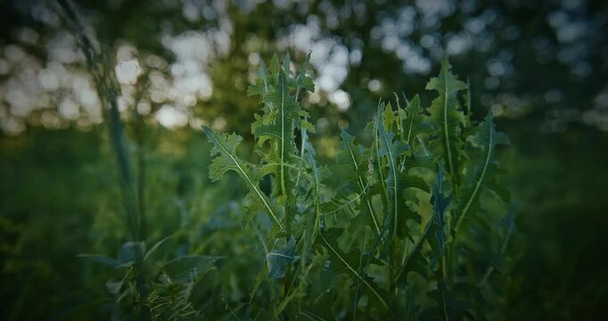 Lactuca, commonly known as lettuce, is a genus of flowering plants in the family Asteraceae.