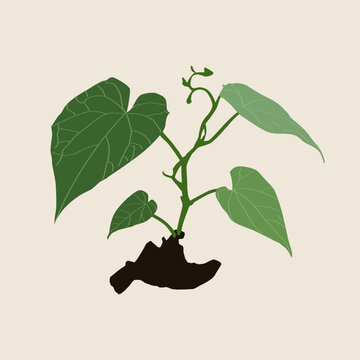Dioscorea Elephantipes Seeds , Cute exotic  vector illustration
