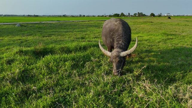 Water Buffalo in the Fields of Hoi An