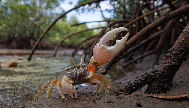 A closeup of a red wild crustacean crab with sharp claws and eyes resting on the white sand of a nature beach by the marine ocean water
