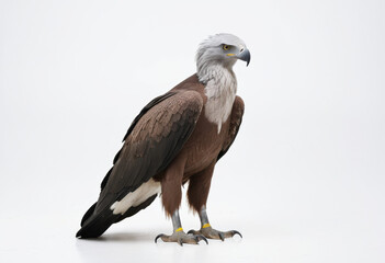 Grey-headed Fish Eagle, raptor with powerful yellow feet, intense look, white background