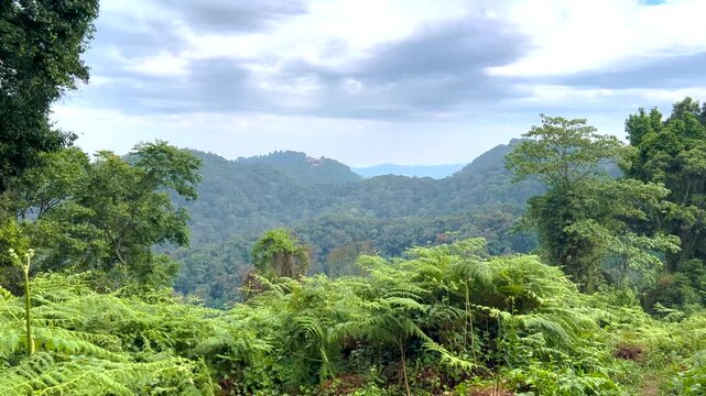 Wide view over Bwindi Impenetrable Forest in southwestern Uganda, showing layered rainforest-covered hills, giant ferns in the foreground, forested ridges of the Albertine Rift highlands