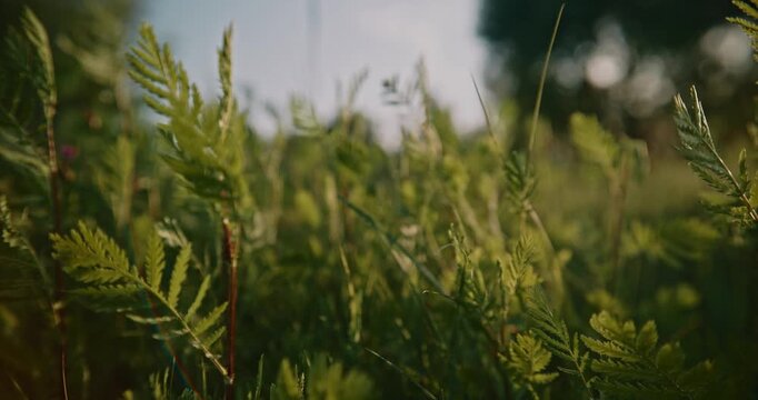 Close-up of green Common Yarrow Achillea millefolium leaves in a summer meadow at sunset