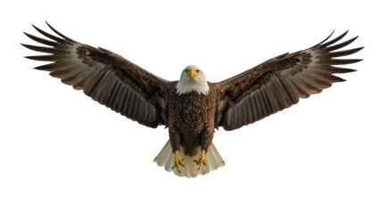 Obraz premium Majestic bald eagle soaring overhead with outstretched wings symbolizing freedom and power in flight