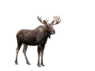 Majestic moose isolated on transparent background