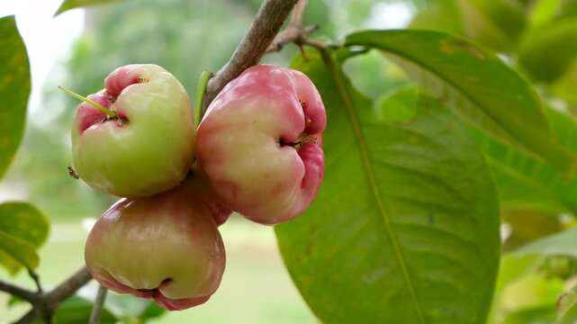 Close up of a ripe, reddish water apple that looks fresh