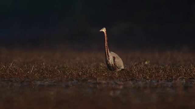 The serene movements of a purple heron as it navigates the dense vegetation of a wetland in search of food.