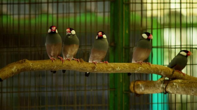 Group of Java sparrows perched on branch in cage, flapping wings and chirping, slow motion