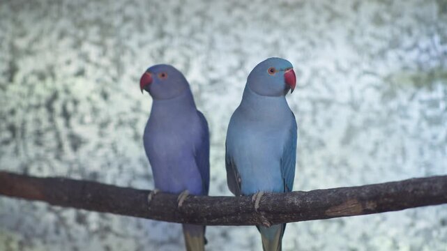 Blue Indian ringneck parrots perched side by side, blurred backdrop