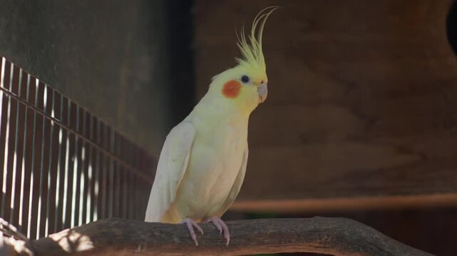 Yellow cockatiel perched alone on branch indoors, frontal static