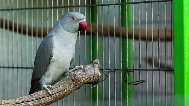 Blue Indian ringneck parrot perched on branch in cage