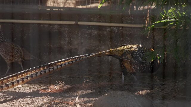 Long tailed pheasant inside shaded aviary pen, pecking at ground
