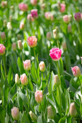 Standout Pink Fringed Tulip in Soft Spring Meadow