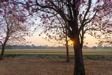 Fototapeta premium The beauty of the pink trumpet tree-lined streets, this is the scene of early summer on the streets of Kasetsart University, Kamphaeng Saen Campus, Nakhon Pathom, Thailand