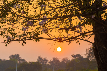 Naklejka premium The beauty of the pink trumpet tree-lined streets, this is the scene of early summer on the streets of Kasetsart University, Kamphaeng Saen Campus, Nakhon Pathom, Thailand