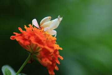 Orchid mantis (Hymenopus coronatus) It is known by various common names, including walking flower mantis, orchid-blossom mantid and orchid mantis. THAILAND © Jimmynature