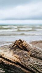 Fototapeta premium Weathered Baltic driftwood a serene coastal scene perfect for nature travel design projects