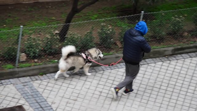 Perro alaska malamute en vuelta por la calle