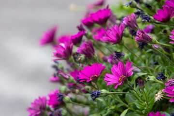 Cluster of bright magenta daisies blooming against soft grey background, vibrant garden flower border. © Alex
