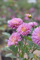 Fototapeta premium Beautiful Pink chrysanthemum flowers closeup in the winter garden, Closeup of Chrysanthemum flower, Field of the Pink Chrysanthemum, Beautiful Pink flower blooming in nature.