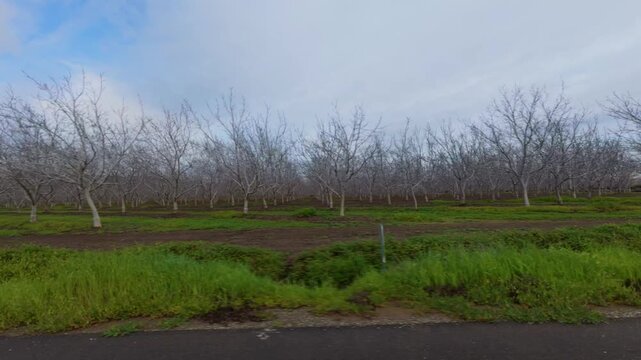 An orchard of bare trees stands in the California countryside under a cloudy sky