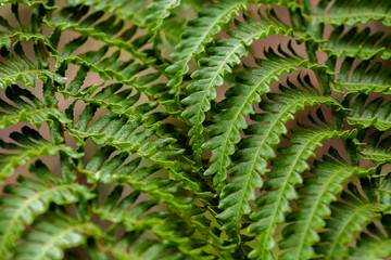 Lush green fern fronds overlapping in dense pattern, detailed foliage nature background.