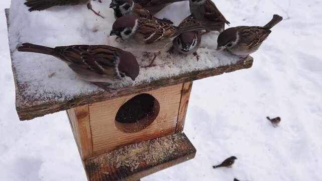 Eurasian tree sparrows gather at a wooden bird feeder in winter snow 