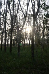 Obraz premium Outdoor hilltop garden offers fresh air, colorful flowers, scenic views, and peaceful natural surroundings.