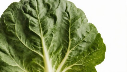 Fresh Swiss Chard Leaf Close-Up on White Background.