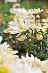 Beautiful white chrysanthemum flowers closeup in the winter garden, Closeup of Chrysanthemum flower, Field of the white Chrysanthemum, Beautiful white flower blooming in nature.