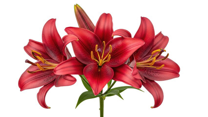 Fototapeta premium Isolated cluster of ruby lilies with prominent stamens, close-up botanical arrangement