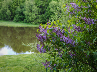 Lilac on the shore.