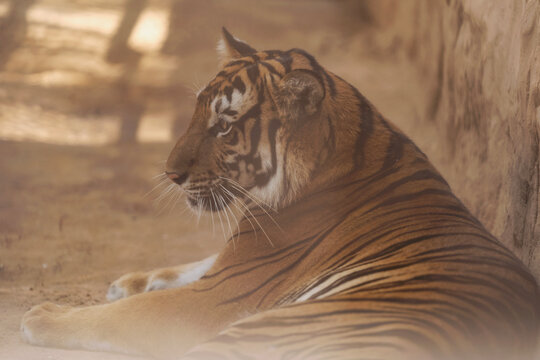 Bengal tiger (Panthera tigris tigris) in the zoo