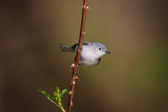 Blue-gray Gnatcatcher (Polioptila caerulea) perched on thorny branch