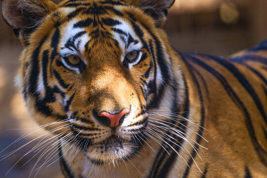 Bengal tiger (Panthera tigris tigris) in the zoo