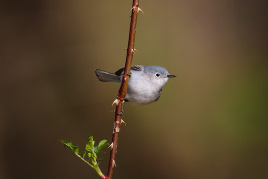 Blue-gray Gnatcatcher songbird perched on thorny branch
