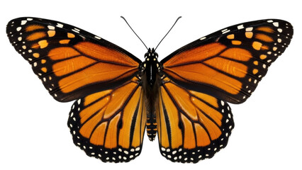 Isolated Monarch butterfly, orange wings, beauty in nature, a vibrant insect close-up view © Corman