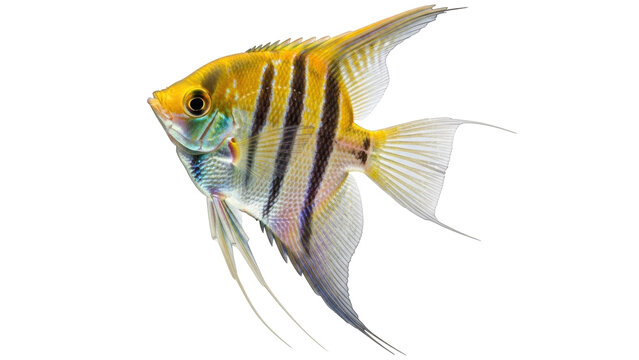 Isolated Angel fish swimming in water, tropical freshwater pet, colorful aquarium friend
