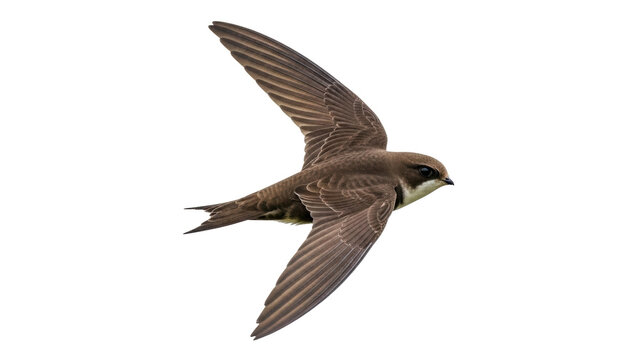 Isolated Sand Martin in flight, gracefully soaring against a simple neutral backdrop, avian beauty