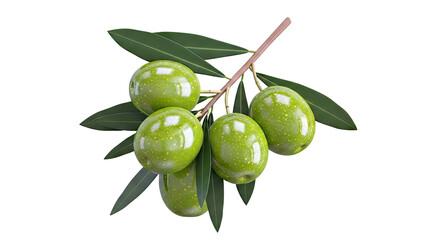 Fresh Green Olives on a Branch