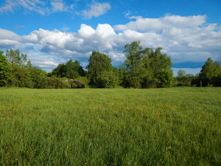 Green spring meadow.