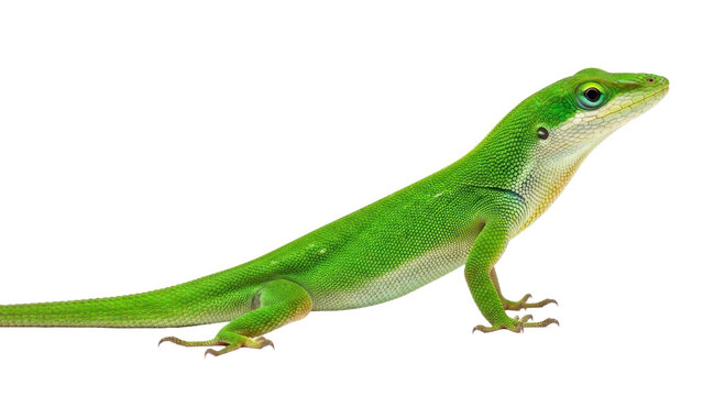 Isolated Carolina Anole resting, perched, and looking up; a common American lizard species