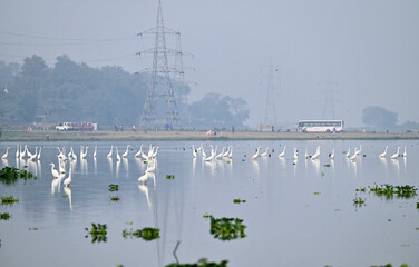 Naklejka premium Great Egret